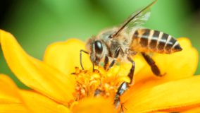 Agrotóxicos encurtam vida e mudam comportamento de abelhas