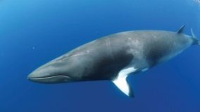 Japão anuncia retomada da caça comercial de baleias
