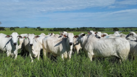 Agricultura, gado e desmate geram 23% das emissões de gases-estufa
