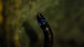 Larva brilhante e rara é descoberta por cientistas em São Paulo