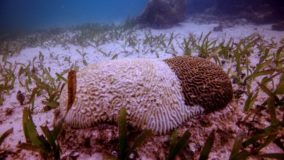 Doença rara ameaça os corais do Caribe mexicano
