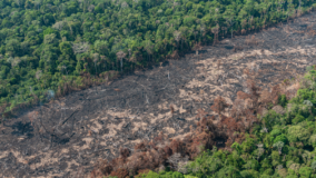 Amazônia teve maior perda de floresta desde 2008, afirma estudo