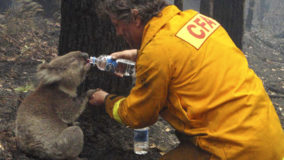 Incêndios na Austrália matam 30% da população de coalas