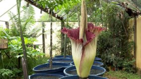 Flor-cadáver com cheiro de “carne podre” espanta curiosos em Batatais (SP)