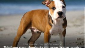 Ibama disponibiliza serviço de denúncia contra maus tratos a animais