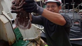 Cientistas encontram ‘barata gigante’ que vive no fundo do mar