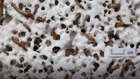 Cientistas descobrem besouro capaz de decompor isopor
