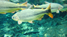 Peixes agonizam com fenômeno que atinge rios do Pantanal