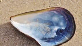 Inspirados em conchas, canadenses criam vidro mais forte
