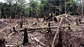 Amazônia tem a maior taxa de desmatamento desde 2006