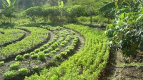 Agroflorestas Urbanas recuperam áreas verdes em Belo Horizonte