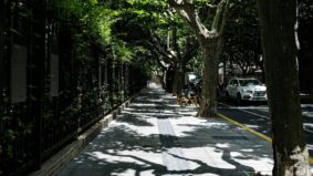 Árvores podem reduzir temperaturas de cidades em até 12 °C