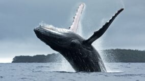 Recuperar populações de baleias ajuda a combater mudanças climáticas