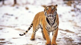 Pegadas de tigre siberiano são vistas após 50 anos em região russa