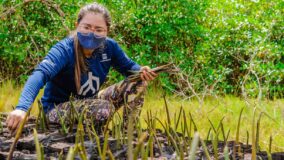 Projeto planta 30 mil mudas em manguezais amazônicos