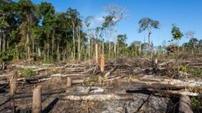 Terras públicas invadidas são novos polos de desmatamento na Amazônia