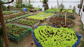 Horta orgânica no Guarujá beneficia famílias de baixa renda