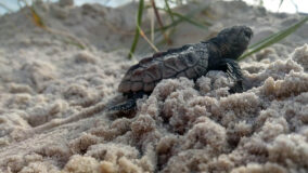 Bahia terá centro para reabilitação de tartarugas marinhas