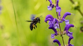 Agrotóxico usado no Brasil ameaça espécies nativas de abelhas