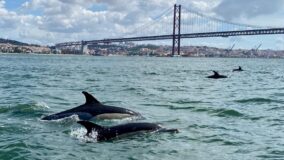 Golfinhos voltam a ser vistos em Lisboa graças a esforços ambientais